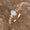 Signature GetUp October Opal Birthstone Ring – Oval White Opal Moon Retro Ring with Diamond Accents in Rose Gold, Gold, or Silver